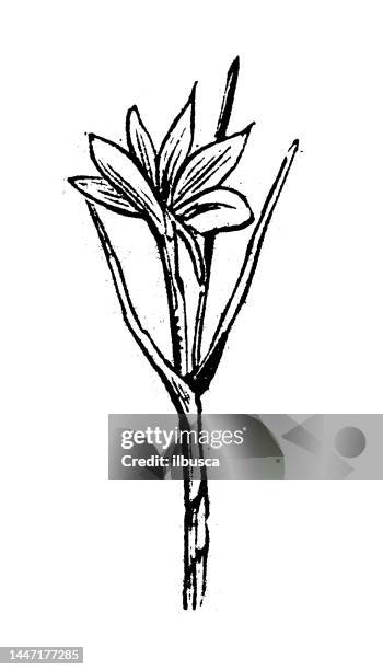 antique engraving illustration: saffron - crocus stock illustrations