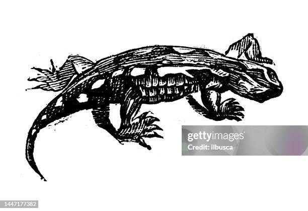 antique engraving illustration: salamander - salamander stock illustrations