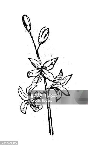 ilustraciones, imágenes clip art, dibujos animados e iconos de stock de ilustración de grabado antiguo: squill, scilla - blue flower
