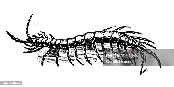 stockillustraties, clipart, cartoons en iconen met antique engraving illustration: centipede - centipede