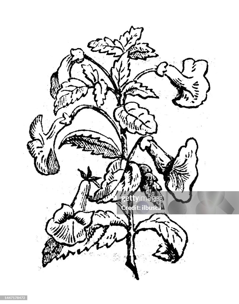 Antique engraving illustration: Scrophularia, figwort