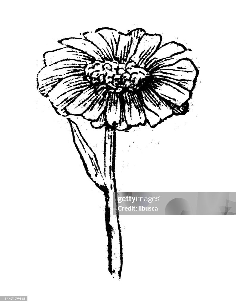 Antique engraving illustration: Marigold
