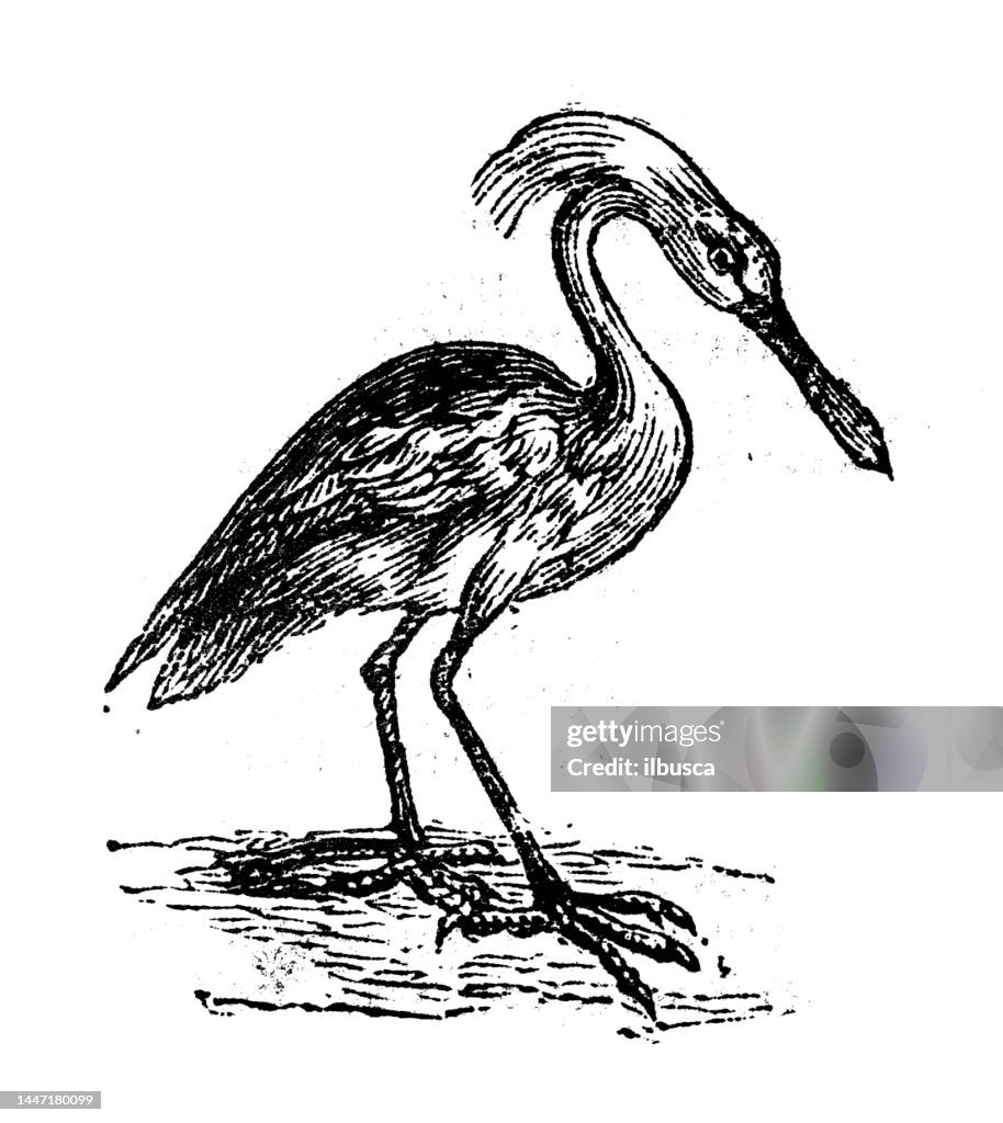 Illustration de gravure ancienne : Spatule