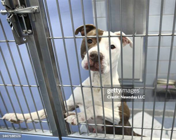 Pit bull is among the dozens of dogs awaiting adoption at the Town of Islip, New York's newly-opened, state-of-the-art animal shelter, on October 29,...