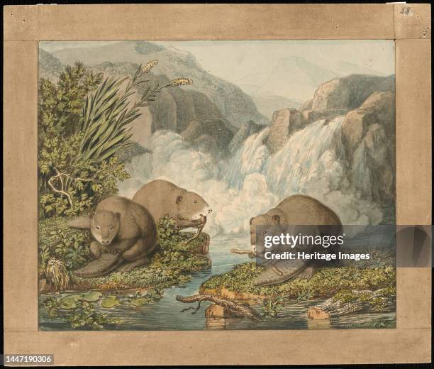 Three Beavers Building a Dam, c. 1800. Creator: Johann Heinrich Wilhelm Tischbein.