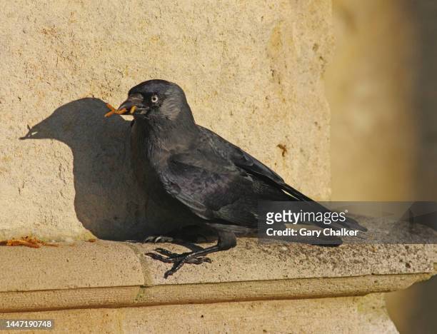jackdaw [corvus monedula] - gloucester england stock pictures, royalty-free photos & images