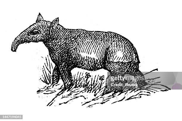 bildbanksillustrationer, clip art samt tecknat material och ikoner med antique engraving illustration: tapir - tapir