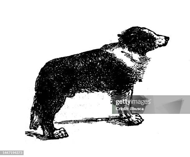 antique engraving illustration: newfoundland dog - newfoundland dog stock illustrations