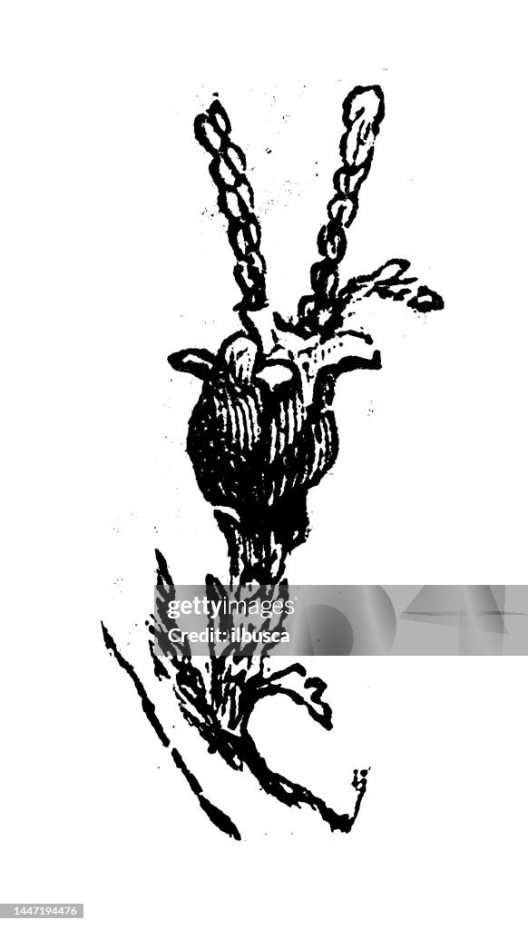 Antique engraving illustration: Thuja