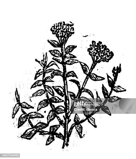 antique engraving illustration: thyme - flowering thyme stock illustrations