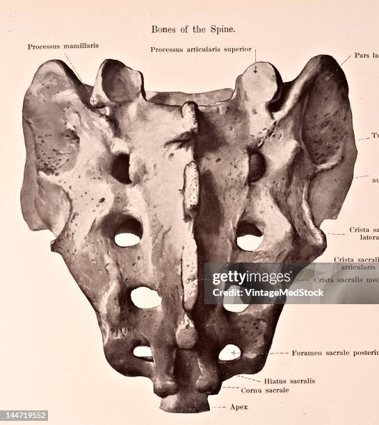 Sacrum Science Sacrum Photos and Premium High Res Pictures - Getty Images