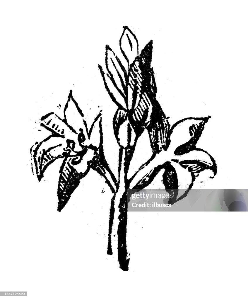 Antique engraving illustration: Tuberose