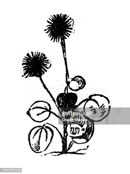 antique engraving illustration: coltsfoot - galax stock illustrations