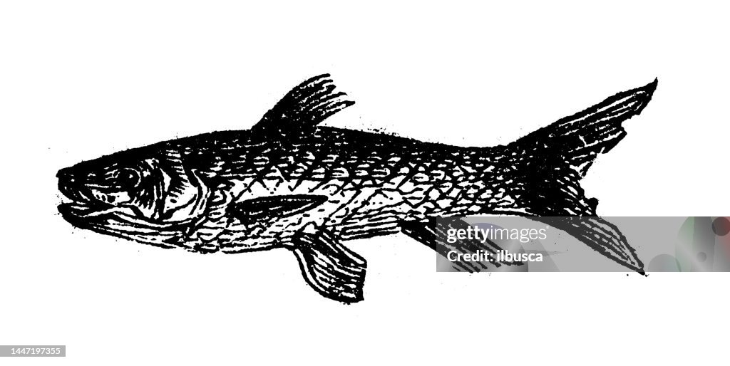Antique engraving illustration: Dace