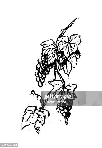 antique engraving illustration: vine - grape vineyard stock illustrations