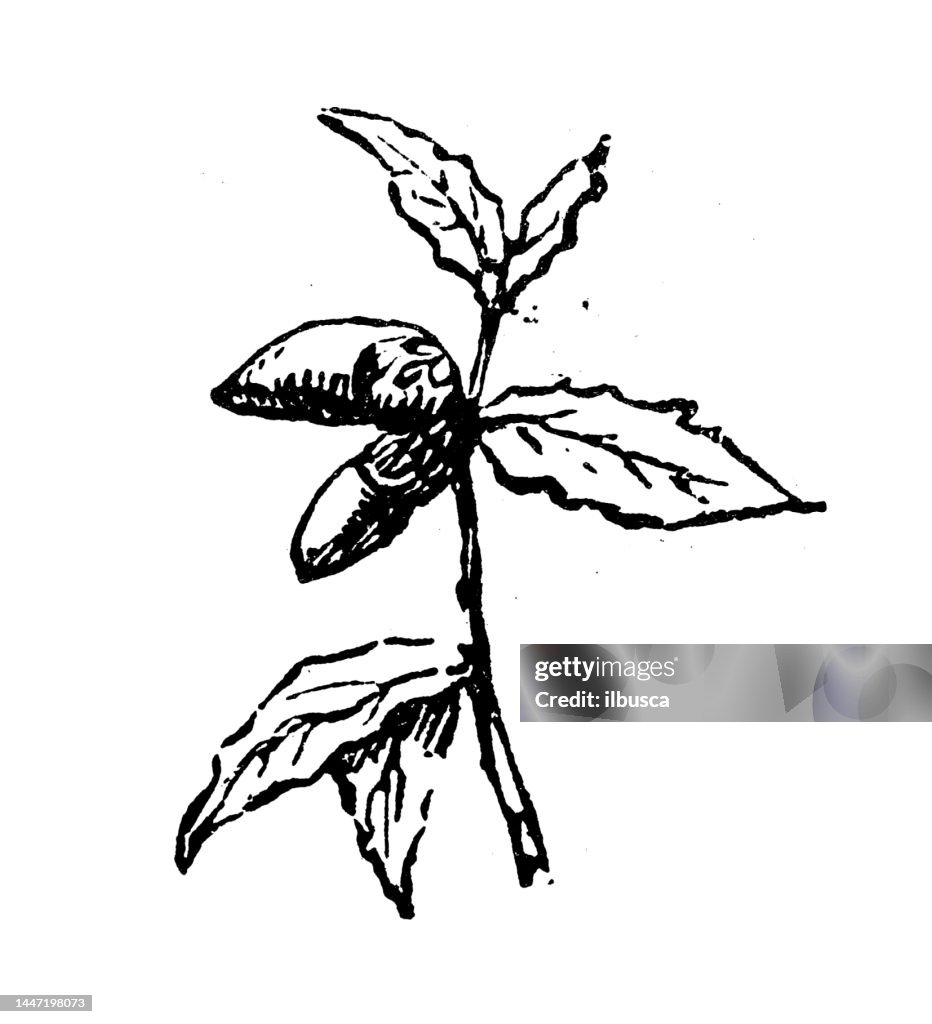 Antique engraving illustration: Holm oak, holly oak