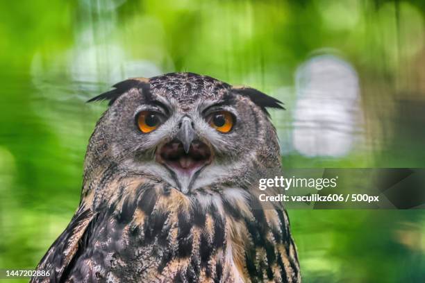 close-up portrait of eagle great horned owl,ostrava zoo,czech republic - ostrava stock pictures, royalty-free photos & images