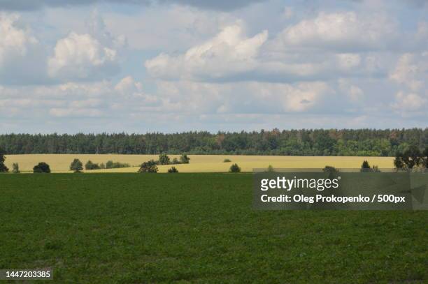 summer field planted with fruit crops,ukraine - oleg prokopenko stock pictures, royalty-free photos & images