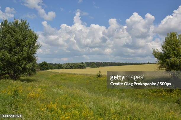 scenic view of field against sky,ukraine - oleg prokopenko stock pictures, royalty-free photos & images