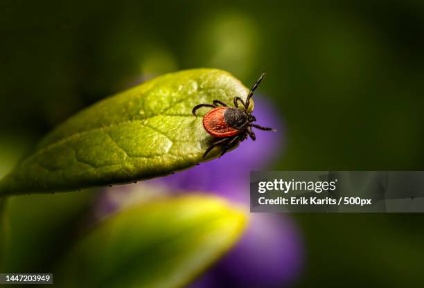 close-up of insect on flower,tallinn,estonia - zecca bruna del cane foto e immagini stock