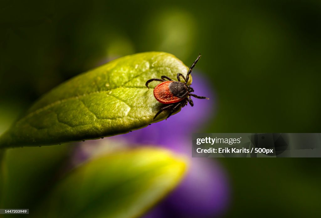 Close-up of insect on flower,Tallinn,Estonia