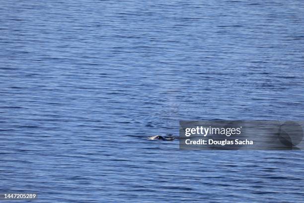 whale movement on the calm sea surface - chinesischer weißer delfin stock-fotos und bilder