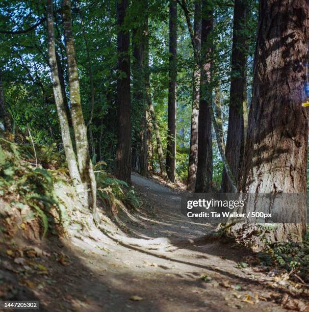 Oregon Tree Track 384,006 Portland Trail Stock Photos, High-Res Pictures, and Images ...