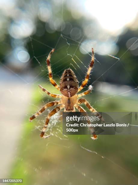 close-up of spider on web,wellesley,massachusetts,united states,usa - orb weaver spider stock pictures, royalty-free photos & images