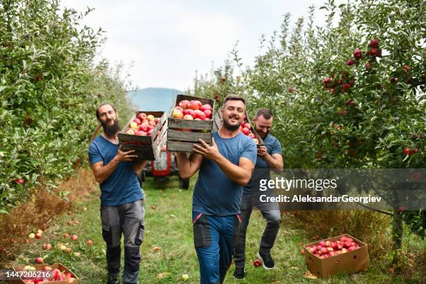smiling hard working orchard hands finishing up apple harvest season - macedonia country stock pictures, royalty-free photos & images