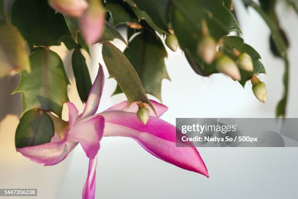 christmas cactus schlumbergera truncata or crab cactus start blooming in winter,moscow,russia - schlumbergera truncata stock pictures, royalty-free photos & images