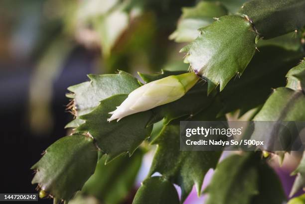 christmas cactus plant with white flower buds,holiday cactus cultivar closeup,moscow,russia - schlumbergera truncata stock pictures, royalty-free photos & images