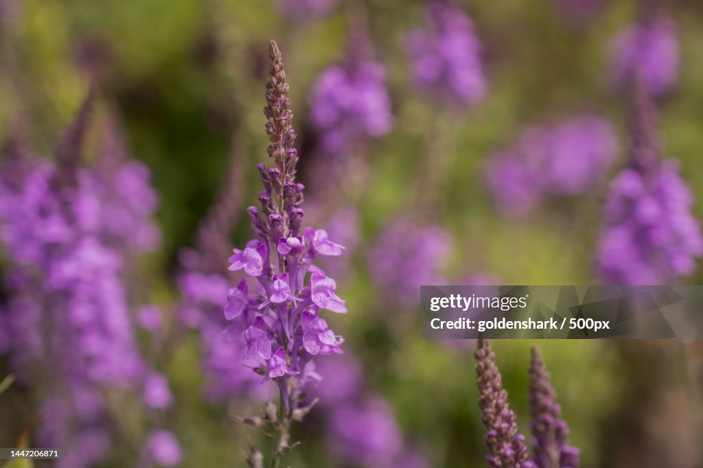 Purple Toadflax - Linaria purpurea Tall Purple Flower,United Kingdom,UK
