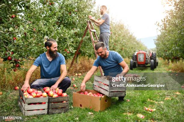happy workers enjoying teamwork while harvesting full apple orchard - apple field stock pictures, royalty-free photos & images