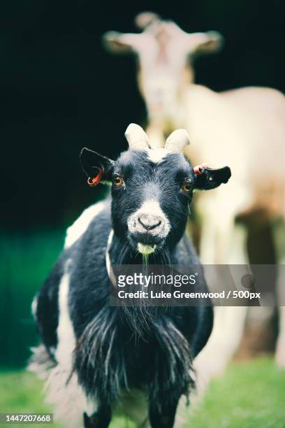 close-up portrait of domestic goat on field,huddersfield,united kingdom,uk - greenwood stock pictures, royalty-free photos & images