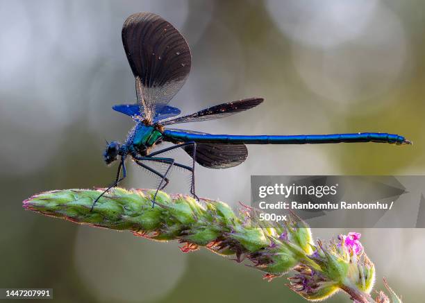 close-up of dragonfly on plant,russia - dragonfly foto e immagini stock