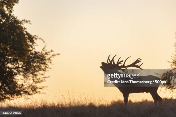 silhouette of red deer standing on field against sky during sunset,denmark - deer antler silhouette stock pictures, royalty-free photos & images