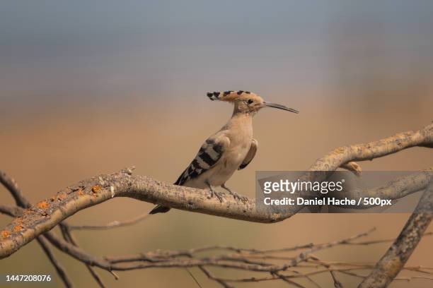 close-up of hoopoe perching on branch,extremadura,spain - extremadura stock pictures, royalty-free photos & images