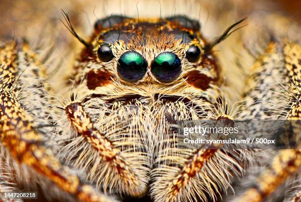 close-up of spider - jumping spider stock pictures, royalty-free photos & images