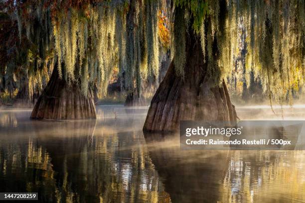 scenic view of lake in forest,lake martin,united states,usa - swamp stock pictures, royalty-free photos & images
