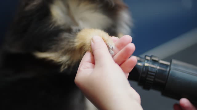 drying dog hair by hairdryer in professional grooming salon, closeup view, groomer is holding paw