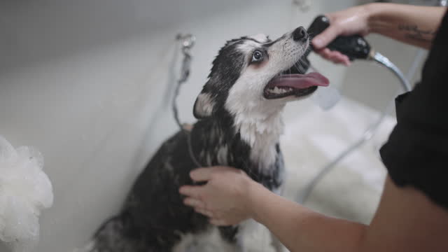 groomer is washing funny dog in salon for pets, cleaning and hygiene for dogs in veterinary center
