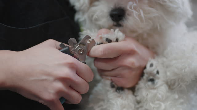 cute white poodle dog in grooming salon, owner or groomer is cutting claws by scissors, portrait