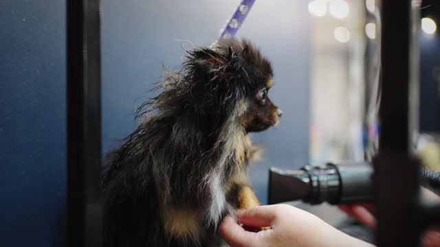 cute puppy of black pomeranian spitz in grooming salon, groomer is drying hair of dog