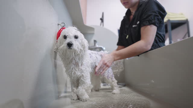 wet poodle in bathroom during washing with flea shampoo in grooming studio or shelter for animals
