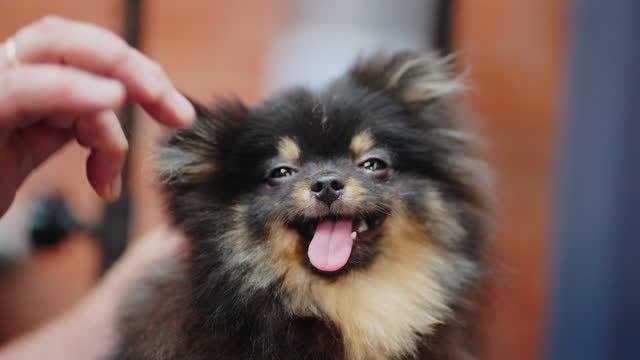 portrait of funny pomeranian spitz in grooming salon during trimming hair, happy muzzle