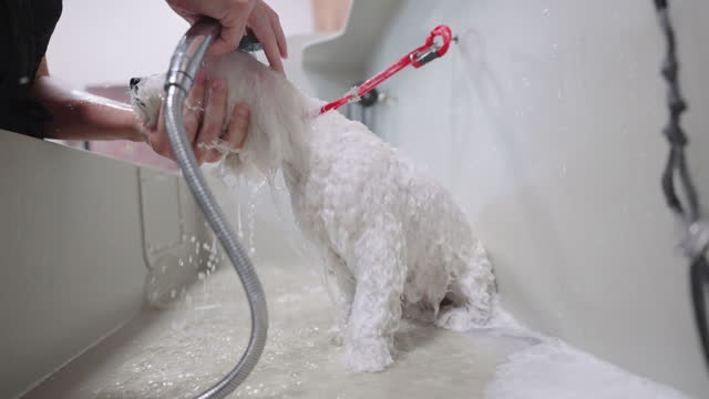 bathing white poodle in bathroom, groomer or owner is pouring dog from shower and shampooing hair