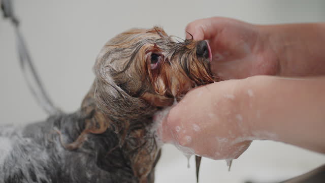 dog owner or groomer is washing yorkshire terrier in bathroom, shampooing head and muzzle