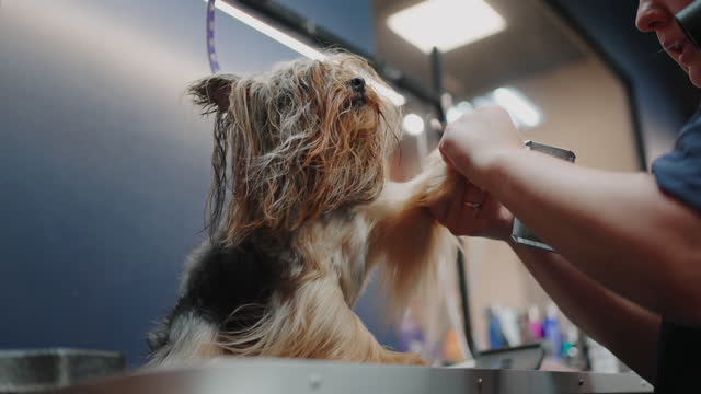 grooming yorkshire terrier in veterinary center, preparing to dog show, groomer is drying and combing hair