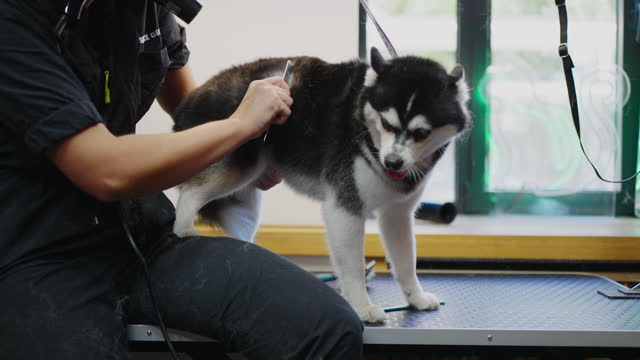 aggressive dog in grooming salon, alaskan klee kai is fixing on table, groomer is combing hair