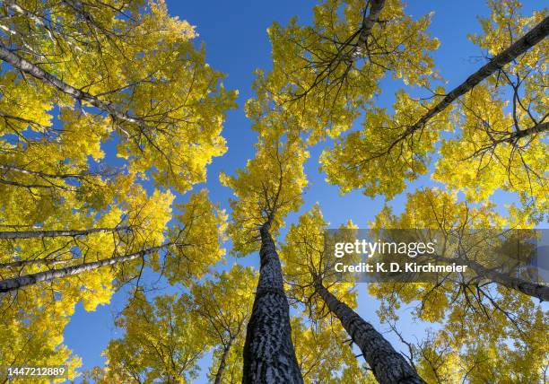 autumn tree color looking up - tree trunk wide angle stock pictures, royalty-free photos & images